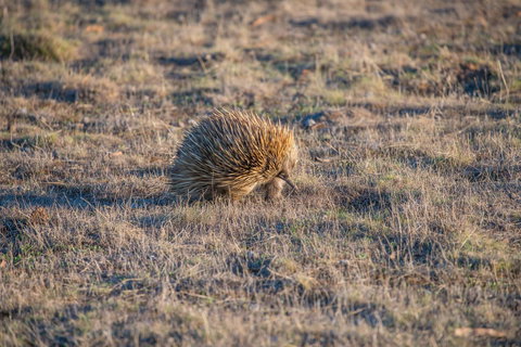 Ecopia Retreat - Whitsundays Accommodation 7