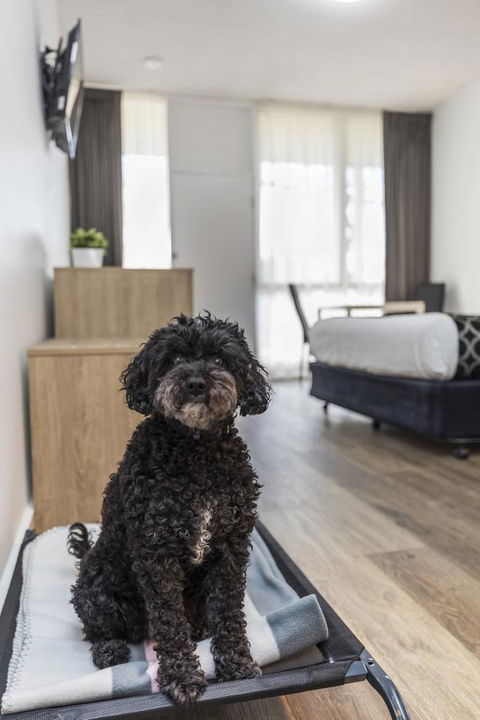 Adelaide Road Motor Lodge - Whitsundays Accommodation 2