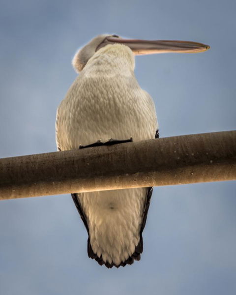 Penthouse On The Promenade - Whitsundays Accommodation 16
