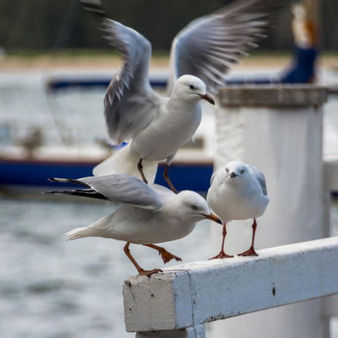 Penthouse On The Promenade - Whitsundays Accommodation 15