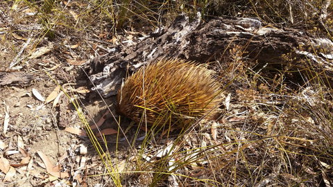 Rosie\'s - Whitsundays Accommodation 12