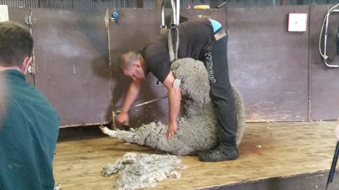 Rosie\'s - Whitsundays Accommodation 22