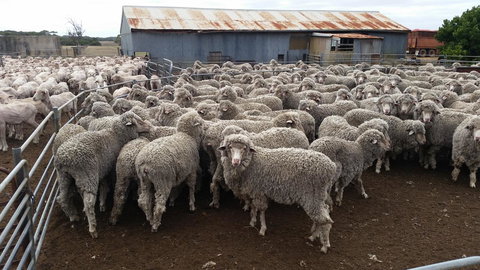 Rosie\'s - Whitsundays Accommodation 21