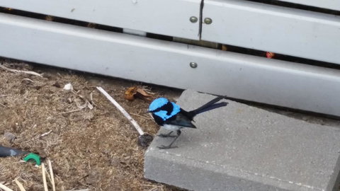 Rosie\'s - Whitsundays Accommodation 13