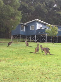 Book Denmark Accommodation Vacations Whitsundays Accommodation Whitsundays Accommodation