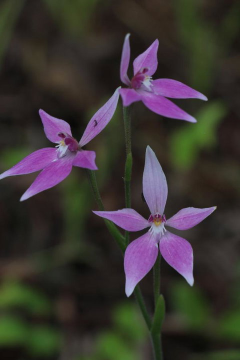 Sapphire Chalets, Augusta - Whitsundays Accommodation 17