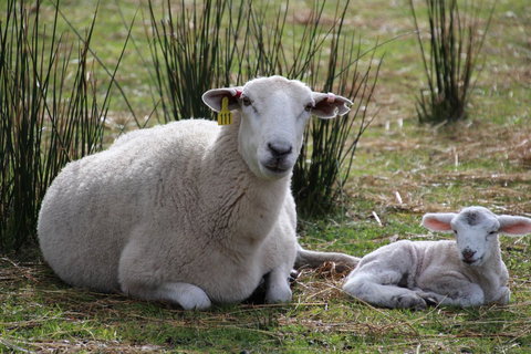 Sapphire Chalets, Augusta - Whitsundays Accommodation 11