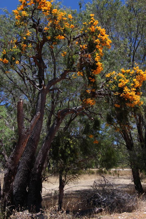 Sapphire Chalets, Augusta - Whitsundays Accommodation 12