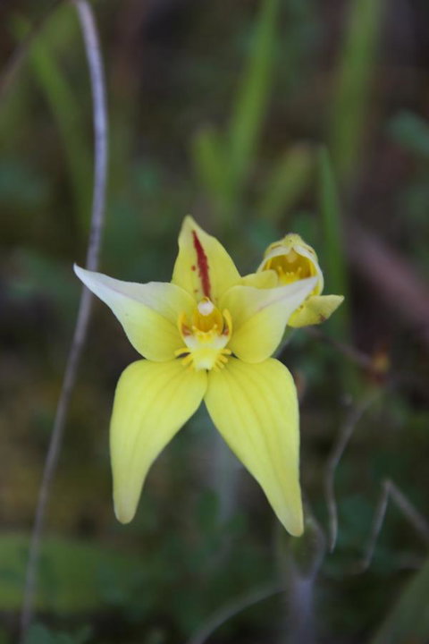 Sapphire Chalets, Augusta - Whitsundays Accommodation 18