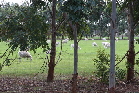 Sapphire Chalets, Augusta - Whitsundays Accommodation 10