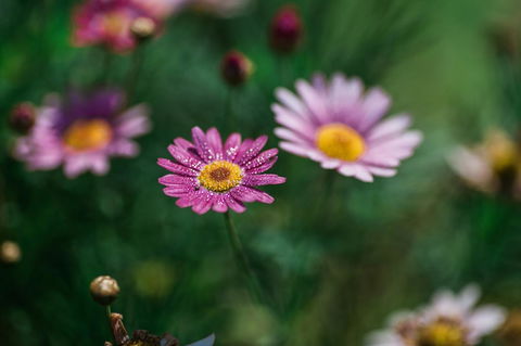 The Floating Forest - Whitsundays Accommodation 29
