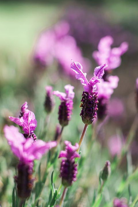 The Floating Forest - Whitsundays Accommodation 31