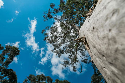 The Floating Forest - Whitsundays Accommodation 36