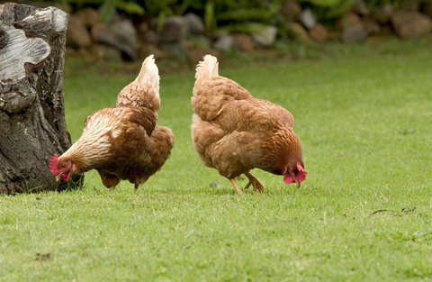 Peppermint Brook Cottages - Whitsundays Accommodation 10