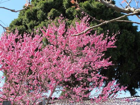 Apple Tree Cottage - Whitsundays Accommodation 31