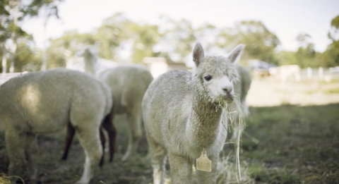 The Woods Farm Jervis Bay - Whitsundays Accommodation 12