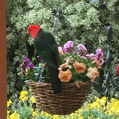 The Best Exotic Magnolia Cottage - Whitsundays Accommodation 32