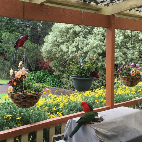 The Best Exotic Magnolia Cottage - Whitsundays Accommodation 33