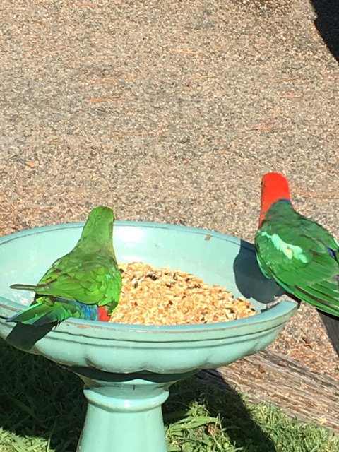 The Best Exotic Magnolia Cottage - Whitsundays Accommodation 12