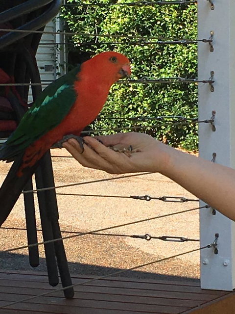 The Best Exotic Magnolia Cottage - Whitsundays Accommodation 13