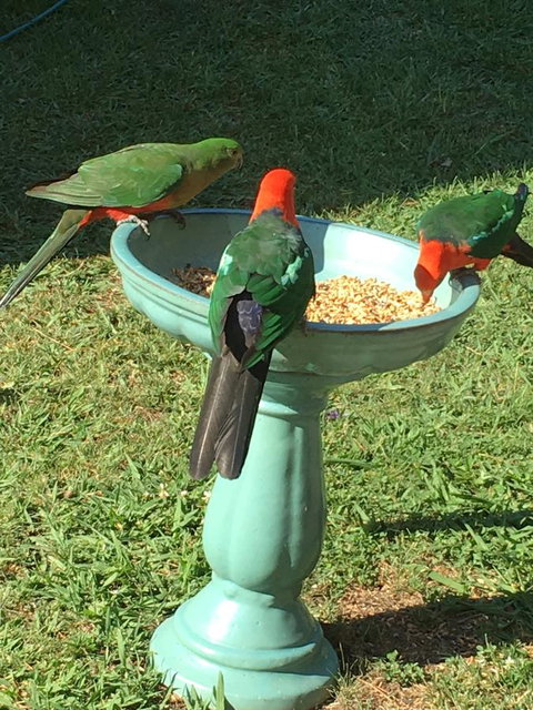 The Best Exotic Magnolia Cottage - Whitsundays Accommodation 10