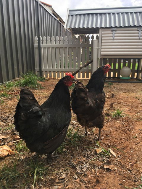 Thelma's Temora - Whitsundays Accommodation 13