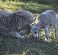 Clandulla Cottages  Farmstay - Whitsundays Accommodation