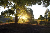Book Possum Brush Accommodation Vacations Whitsundays Accommodation Whitsundays Accommodation