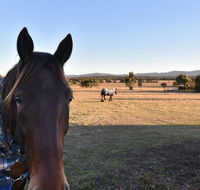 Clydesdale Cottage on Talga with real Clydesdale Horses - Whitsundays Accommodation