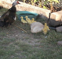 Corella Creek Country Farm Stay - Whitsundays Accommodation