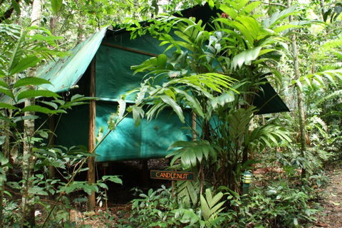 Daintree Crocodylus - Whitsundays Accommodation 0