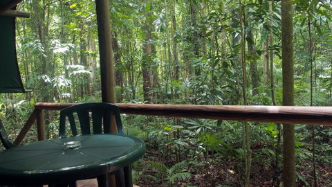 Daintree Crocodylus - Whitsundays Accommodation 2