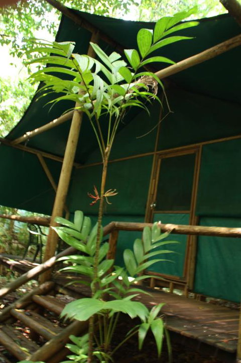 Daintree Crocodylus - Whitsundays Accommodation 3