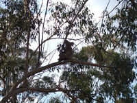 Book Haden Accommodation Vacations Whitsundays Accommodation Whitsundays Accommodation