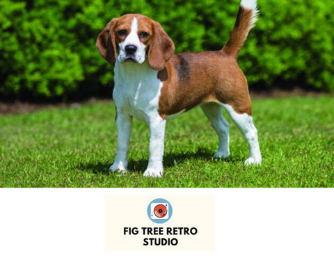 Fig Tree Retro Studio - Whitsundays Accommodation 0