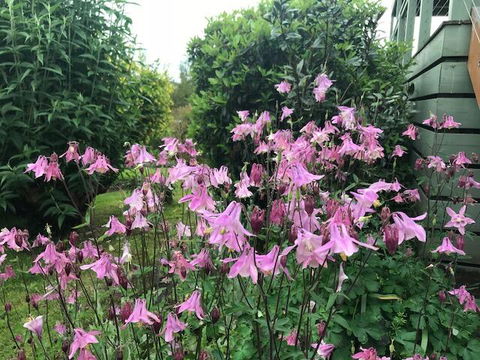 Forrest Willy Wagtail Studio - Whitsundays Accommodation 2