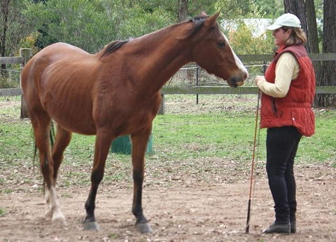Fullcircle Farm - Whitsundays Accommodation 2