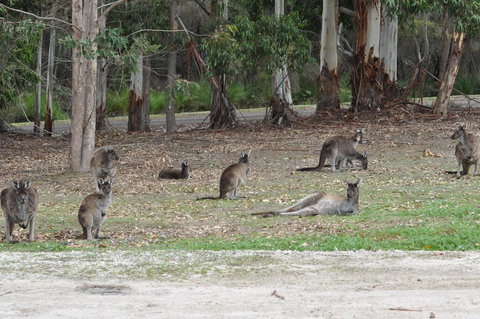 Karri Valley Chalets - Whitsundays Accommodation 1