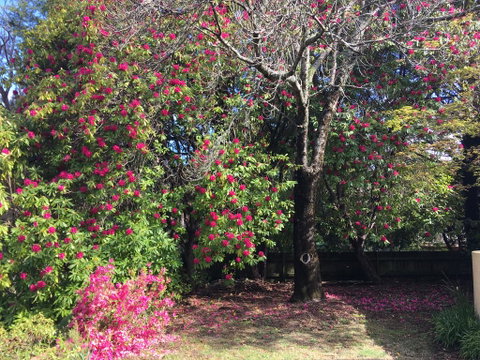 Kookaburra Cottage - Whitsundays Accommodation 1