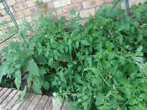 La Lagoon B&B - Whitsundays Accommodation 3