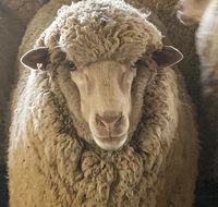 Mascot Cottage - Pet Friendly and Complimentary Breakfast Hamper - Whitsundays Accommodation