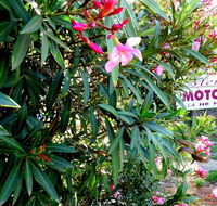 Mercury motor inn - Whitsundays Accommodation