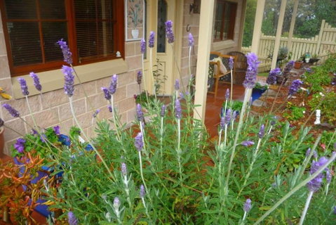 Mountain Escape - Whitsundays Accommodation 2