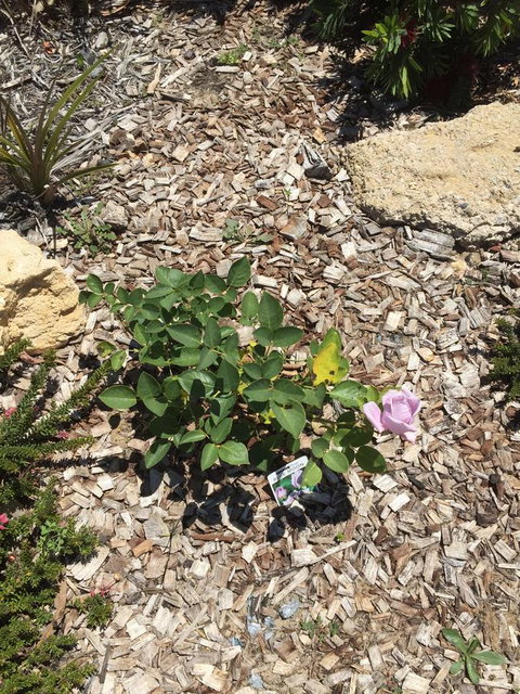 Lakeside Views - Whitsundays Accommodation 6