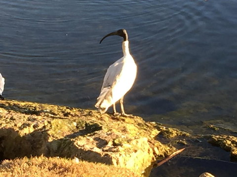 Lakeside Views - Whitsundays Accommodation 16