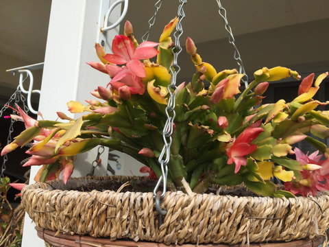 Lakeside Views - Whitsundays Accommodation 13