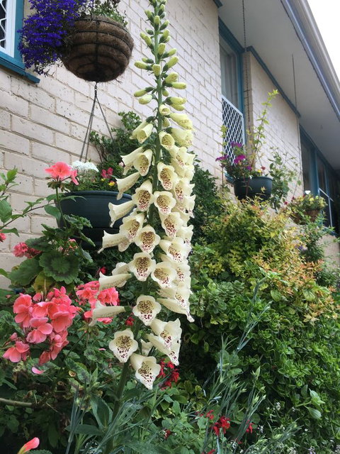 1849 Backpackers Albany - Whitsundays Accommodation 32