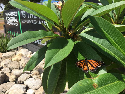 Esperance Central Accommodation - Whitsundays Accommodation 9