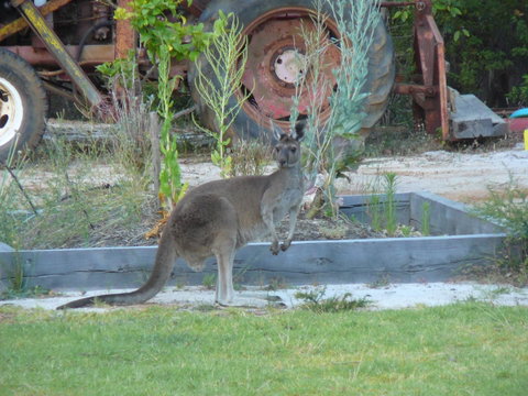 Nannup Bush Retreat - Whitsundays Accommodation 38