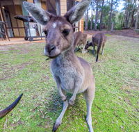 Yelverton Brook Eco Spa Retreat  Conservation Sanctuary - Whitsundays Accommodation